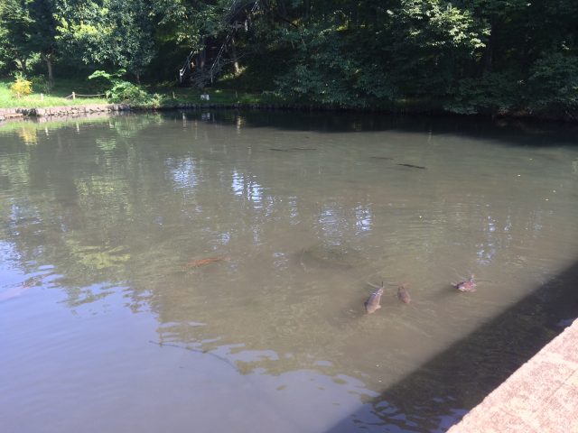 草花公園のひょうたん池