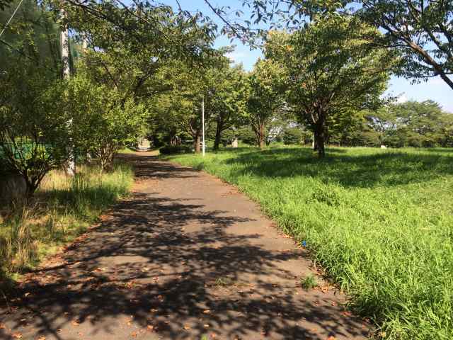 草花公園の中央園路