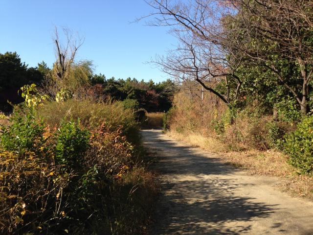 散策路(自然池横)