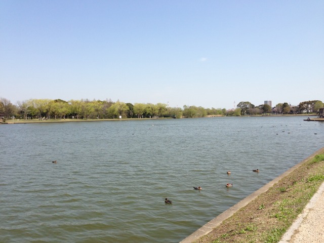 水元公園の小合溜～全景