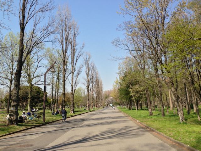 水元公園のポプラ並木～南から北を見た眺め