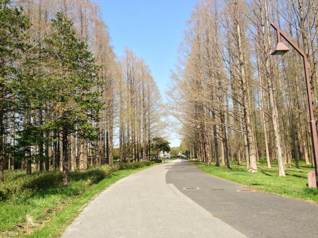 水元公園のメタセコイアの森