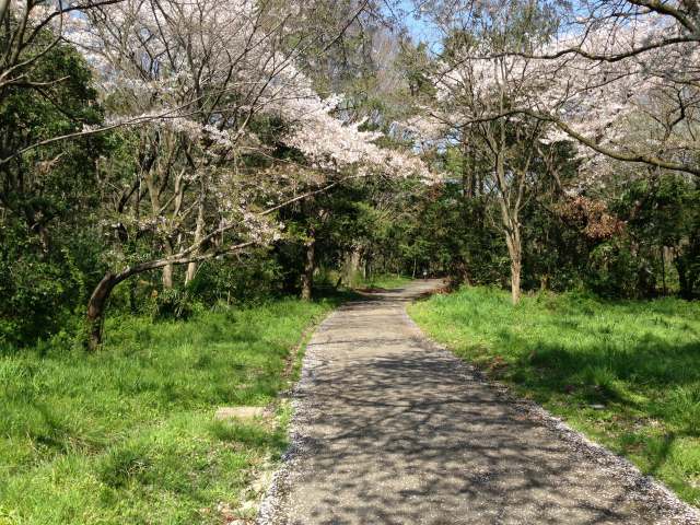 水元公園の森の散策路