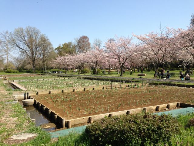 水元公園の北の菖蒲園