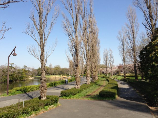 水元公園のポプラ並木～北から南を見た眺め