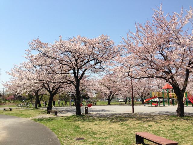 水元公園・東地区～地上から眺めた桜並木
