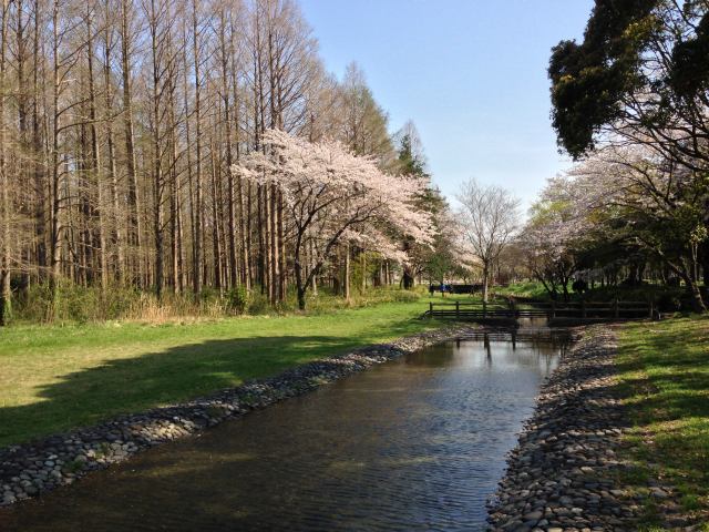 水元公園のせせらぎ広場～北から南を見た眺め