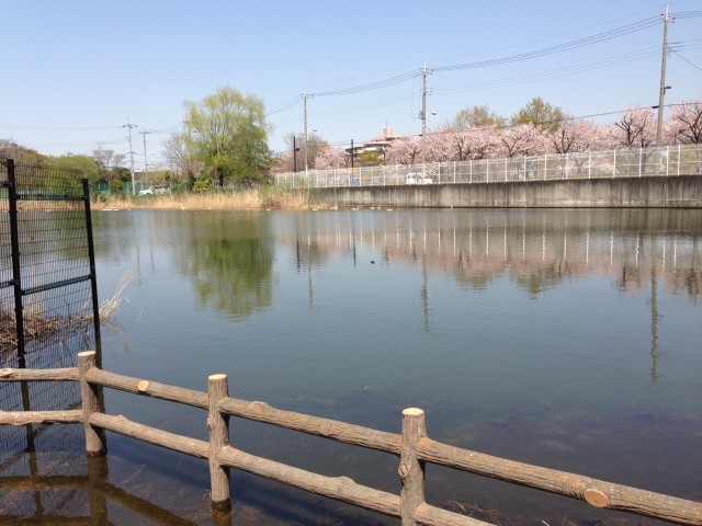 水元公園のごんぱち池