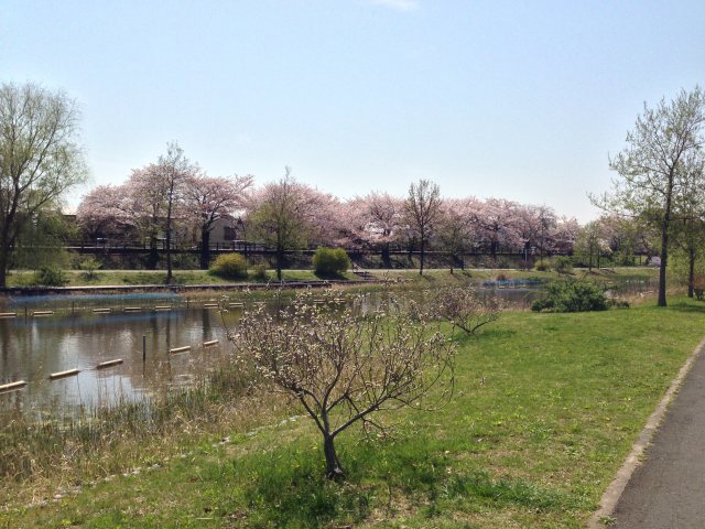 水元公園の水辺散策池