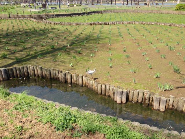 水元公園の花菖蒲園～近景