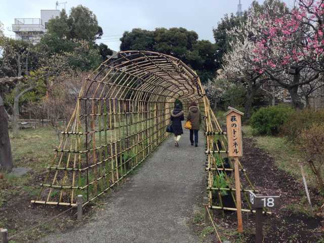 向島百花園の萩のトンネル