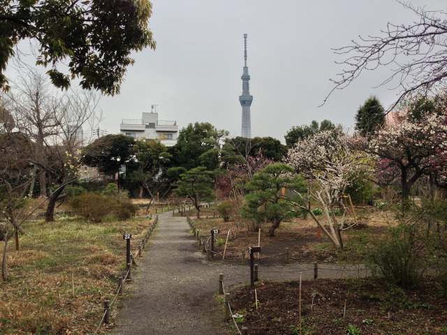 向島百花園から見たスカイツリー