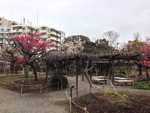 向島百花園の花の棚