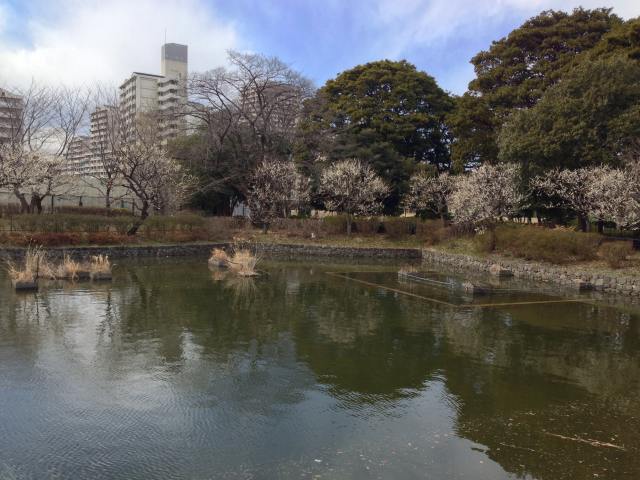 武蔵国分寺公園の武蔵の池