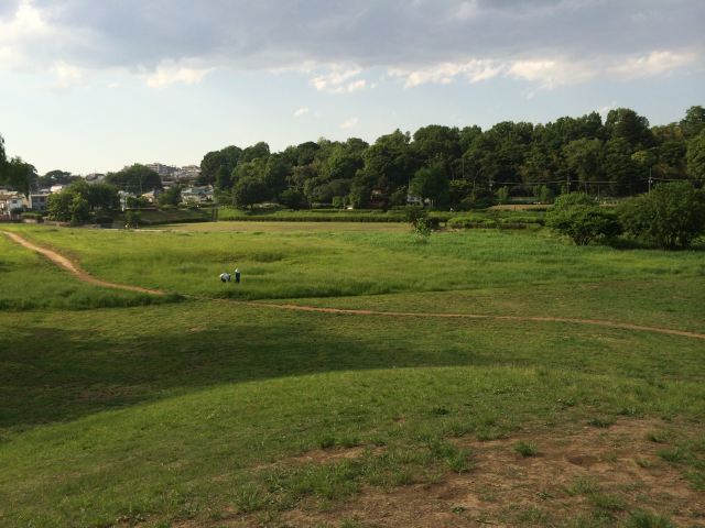 武蔵野公園から見た国分寺崖線