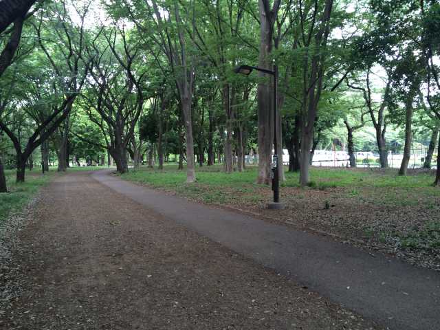武蔵野公園の疎林