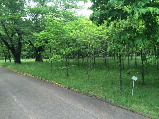 武蔵野公園の苗圃~園道