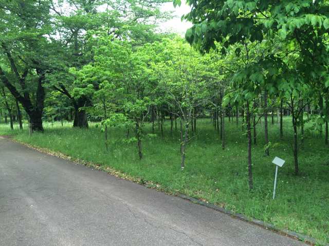 武蔵野公園の苗圃～園道