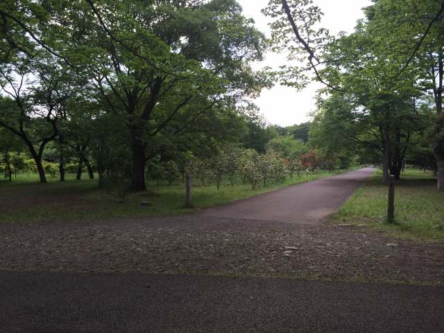 武蔵野公園の苗圃~低木