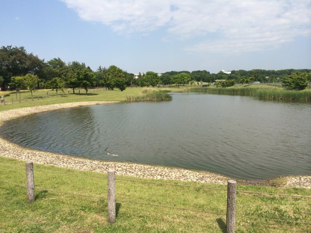 武蔵野の森公園の修景池