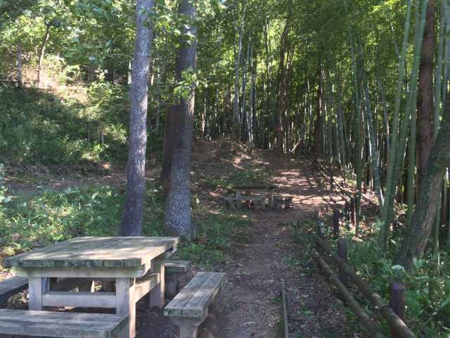 都立長沼公園の竹林