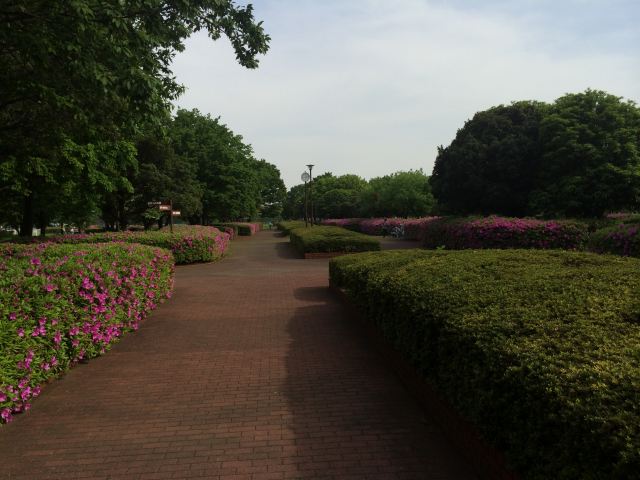 中川公園A地区の中央園路