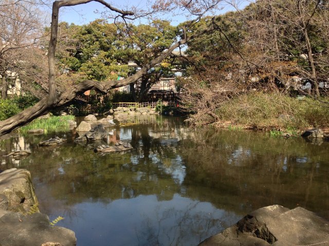 名主の滝公園の池～全景