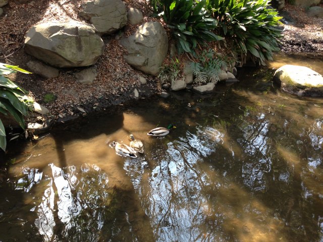 名主の滝公園の池～カモ