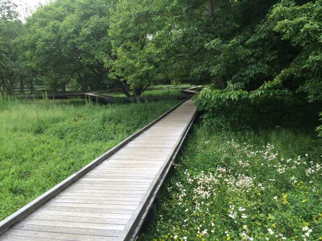 野川公園の自然観察園～渡り橋