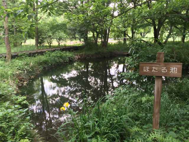 野川公園の自然観察園～池