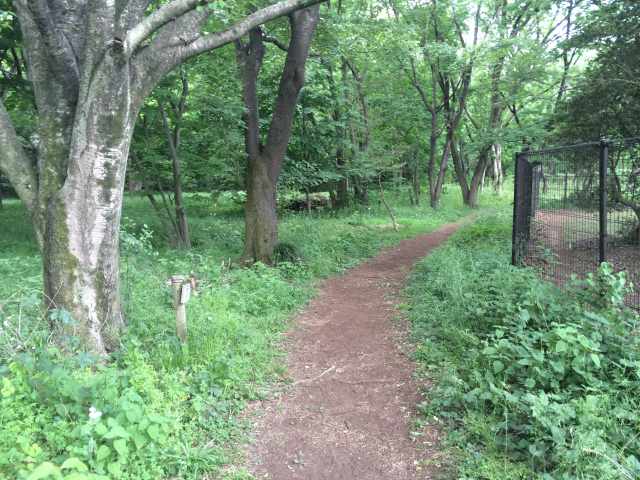 野川公園の自然観察園～園路