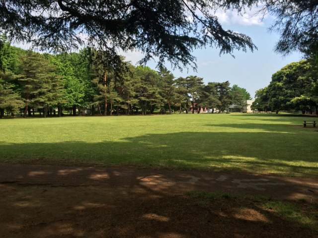 野川公園の大芝生～北から見たところ