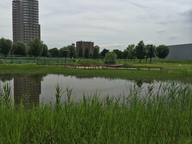 尾久の原公園のトンボ池~遠景