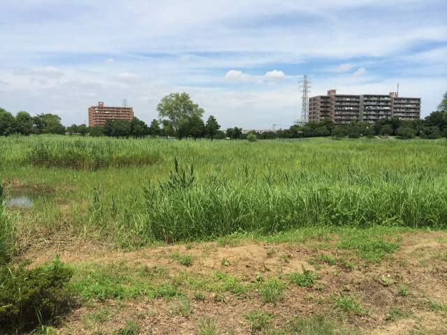 尾久の原公園の湿地