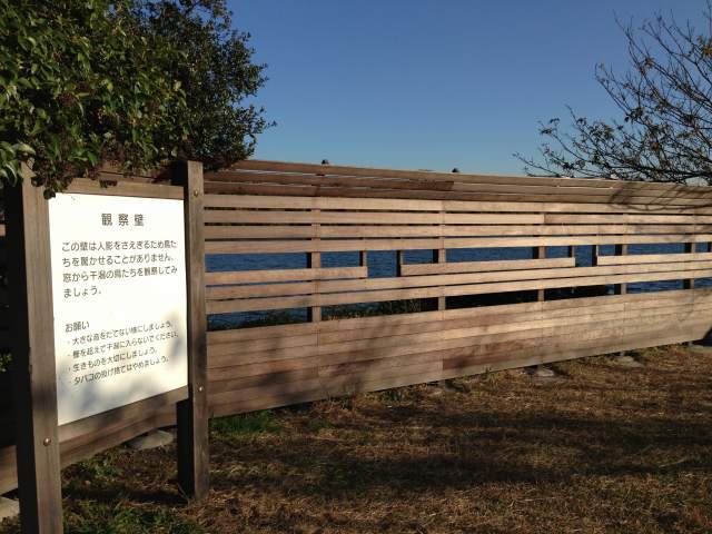 観察壁(しおじ磯)