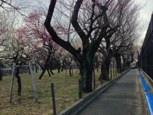 大蔵運動公園の梅林