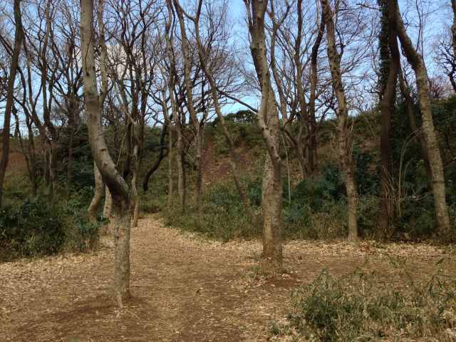 大蔵運動公園の林苑