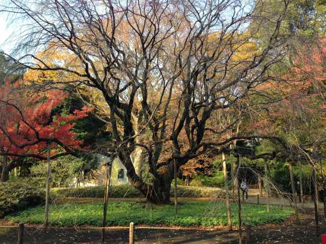 しだれ桜