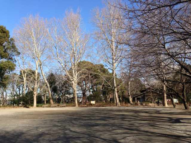 林試の森公園のプラタナス広場