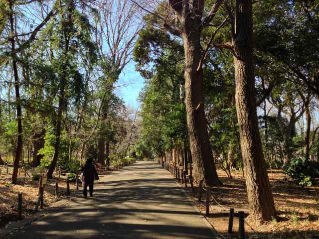 林試の森公園の東の園路