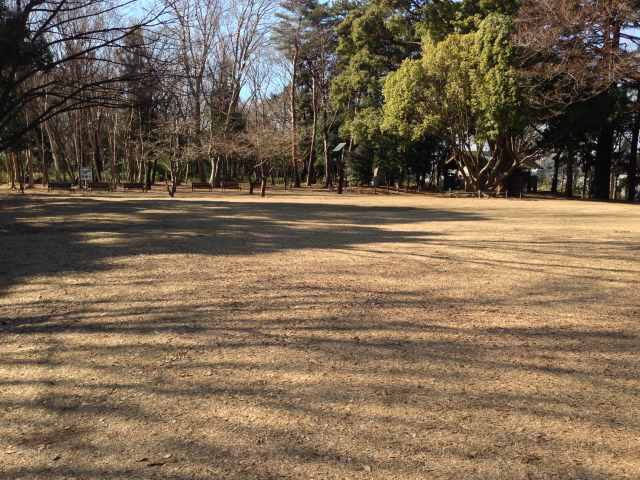 林試の森公園の芝生広場