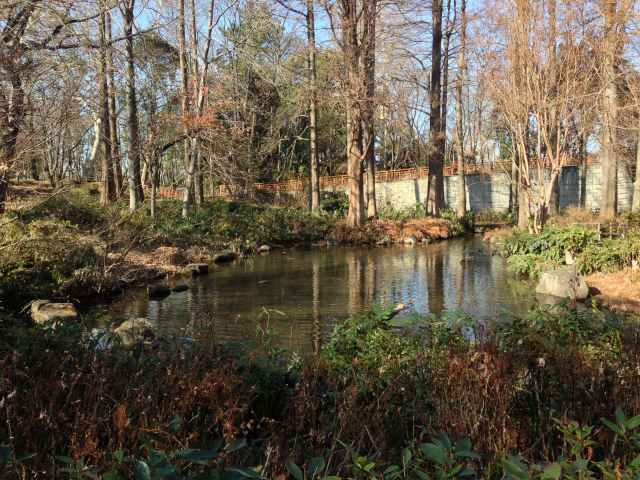 林試の森公園の池