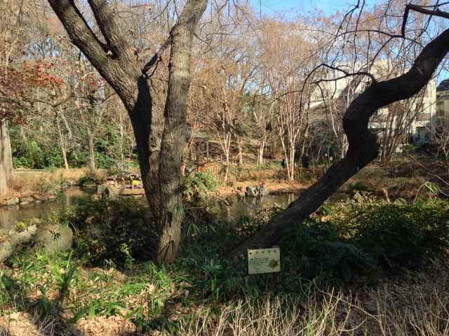 林試の森公園のアベマキ