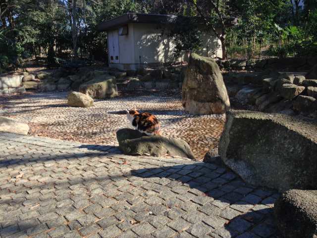 林試の森公園のじゃぶじゃぶ池