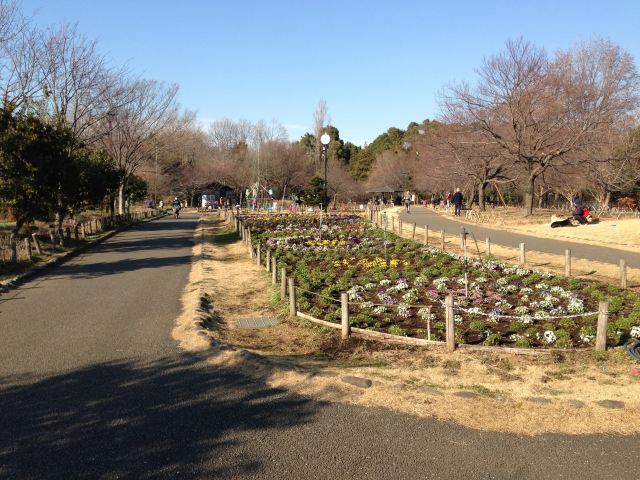 蘆花恒春園の花の丘