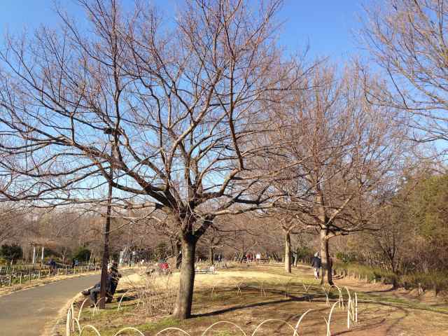 タカトオコヒガン桜の並木