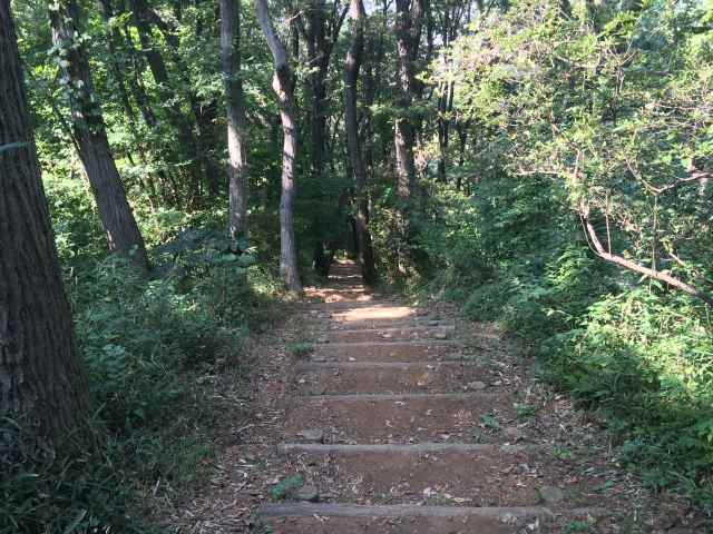 桜ヶ丘公園のちょうの道