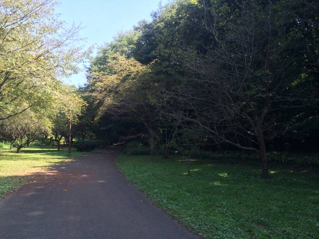 桜ヶ丘公園のお花見坂