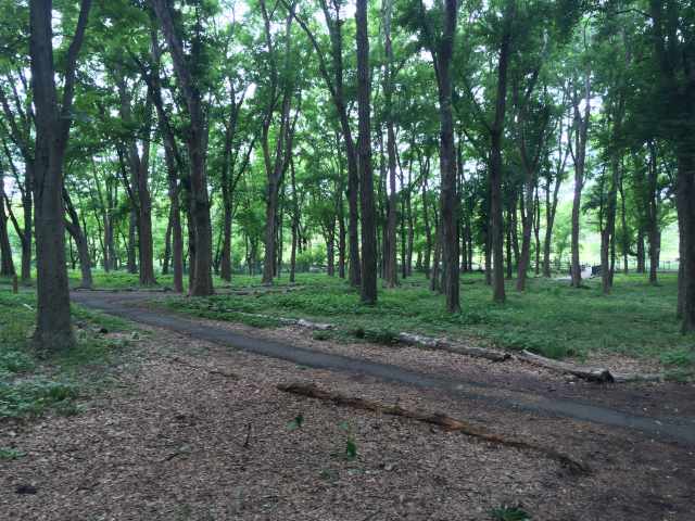 都立狭山公園のトチノキ林