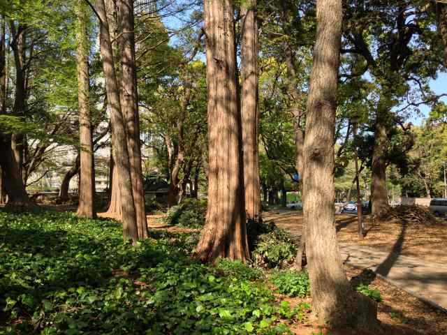 芝公園のメタセコイアの林